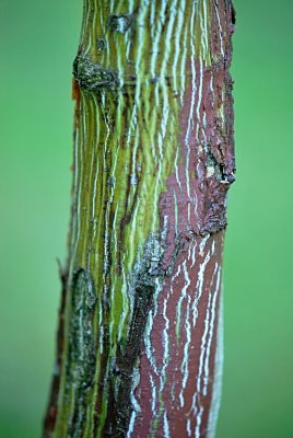 Acer pensylvanicum - javor pensylvánský - borka kmene